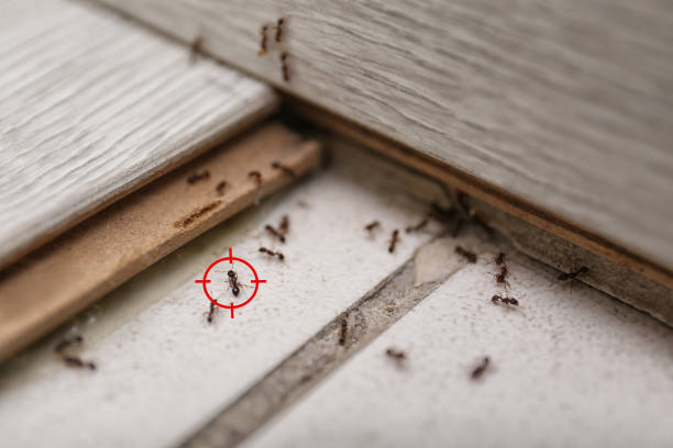 Best Commercial Pest Control Services  in Elkridge, MD