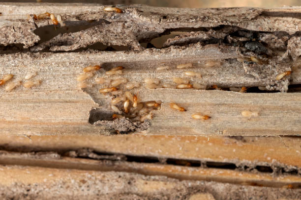 Elkridge, MD Pest Control Company
